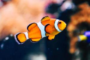 英超联赛直播持续多久？解析一场直播的全过程英超联赛直播多久一场